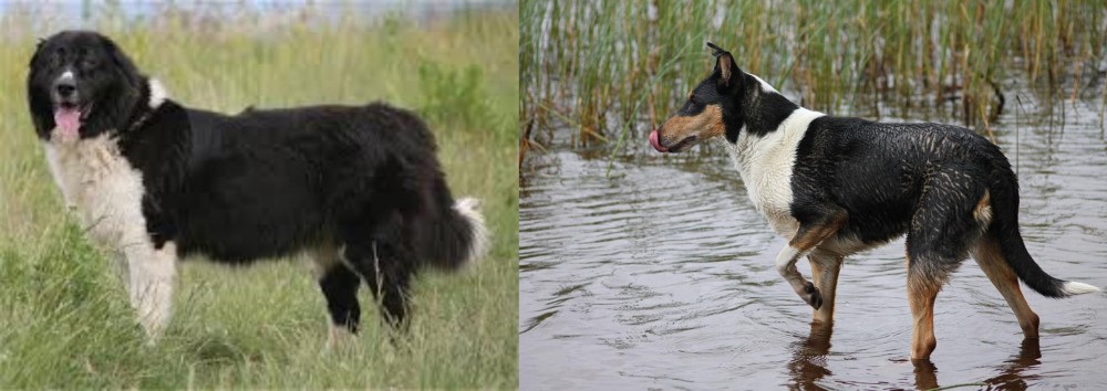 Smooth Collie vs Bulgarian Shepherd - Breed Comparison