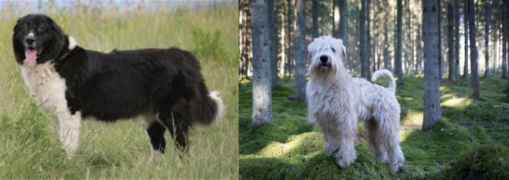 Soft-Coated Wheaten Terrier vs Bulgarian Shepherd - Breed Comparison