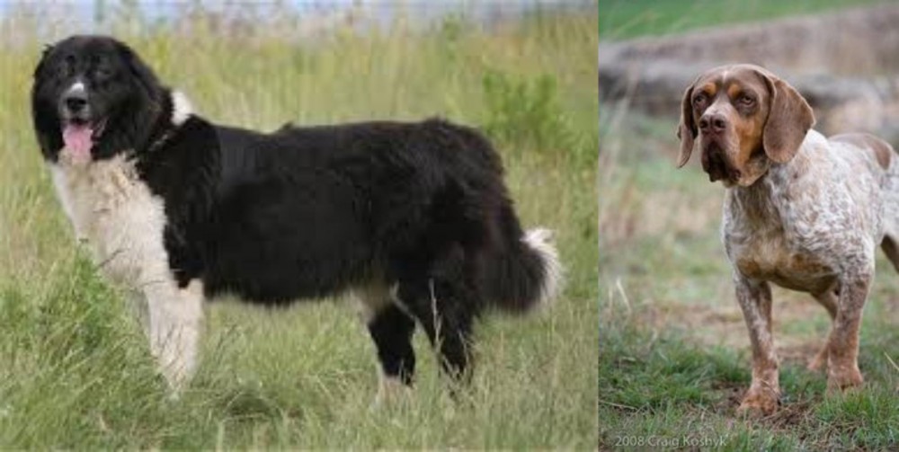 Spanish Pointer vs Bulgarian Shepherd - Breed Comparison