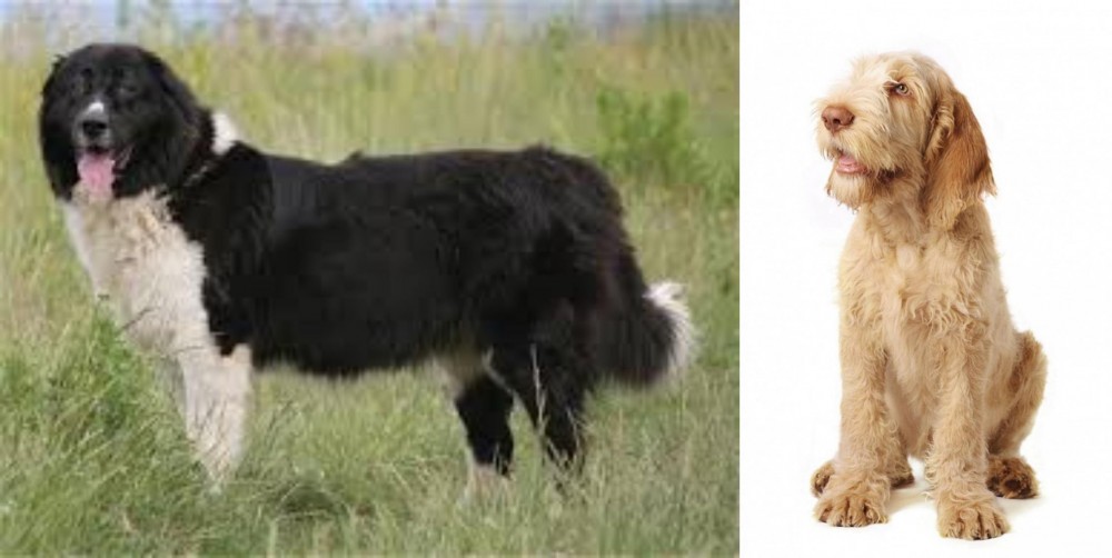 Spinone Italiano vs Bulgarian Shepherd - Breed Comparison