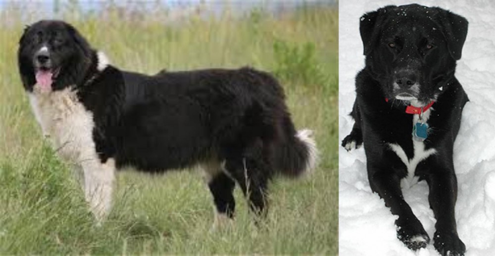 St. John's Water Dog vs Bulgarian Shepherd - Breed Comparison