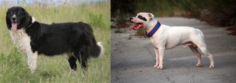 Staffordshire Bull Terrier vs Bulgarian Shepherd - Breed Comparison