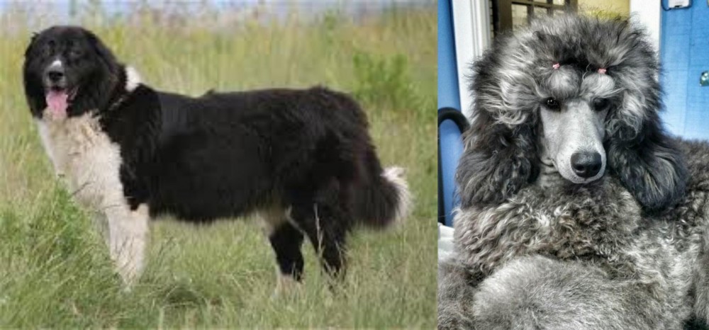 Standard Poodle vs Bulgarian Shepherd - Breed Comparison