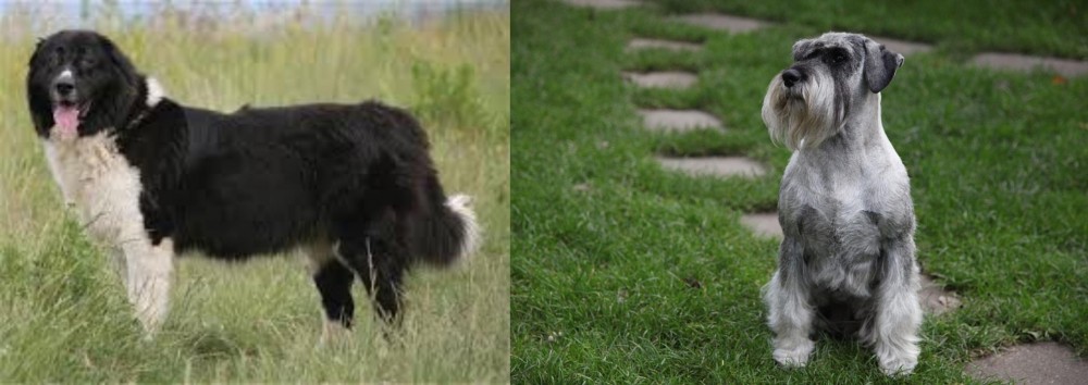 Standard Schnauzer vs Bulgarian Shepherd - Breed Comparison