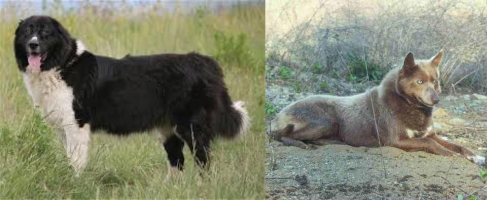 Tahltan Bear Dog vs Bulgarian Shepherd - Breed Comparison