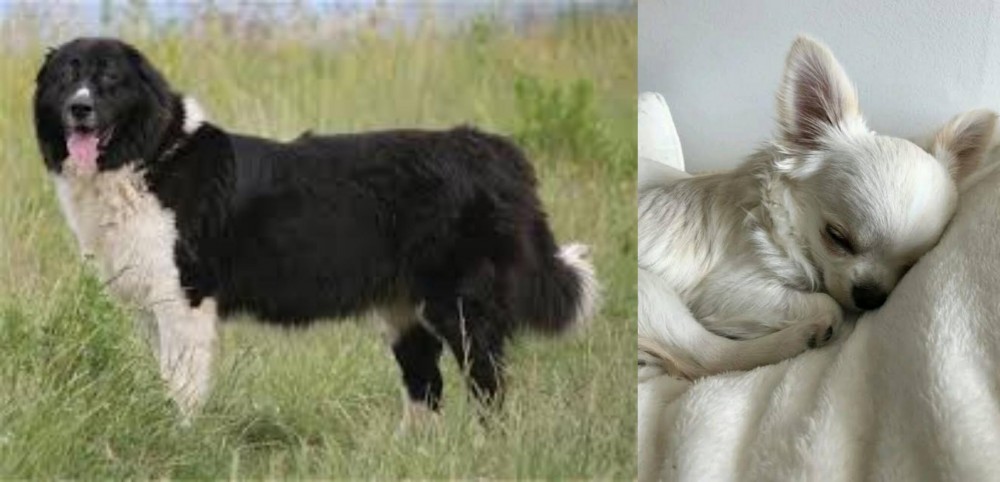 Tea Cup Chihuahua vs Bulgarian Shepherd - Breed Comparison