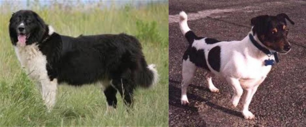Teddy Roosevelt Terrier vs Bulgarian Shepherd - Breed Comparison