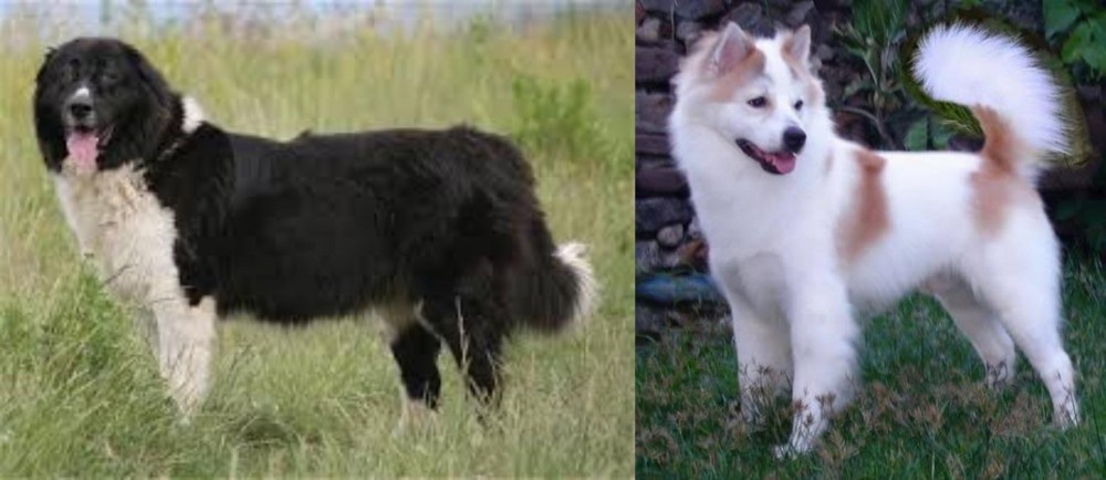 Thai Bangkaew vs Bulgarian Shepherd - Breed Comparison