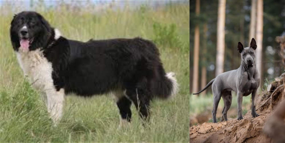 Thai Ridgeback vs Bulgarian Shepherd - Breed Comparison