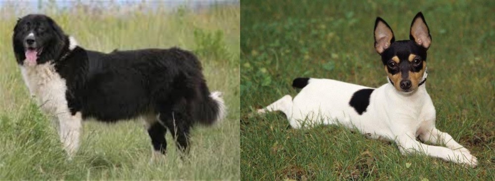 Toy Fox Terrier vs Bulgarian Shepherd - Breed Comparison