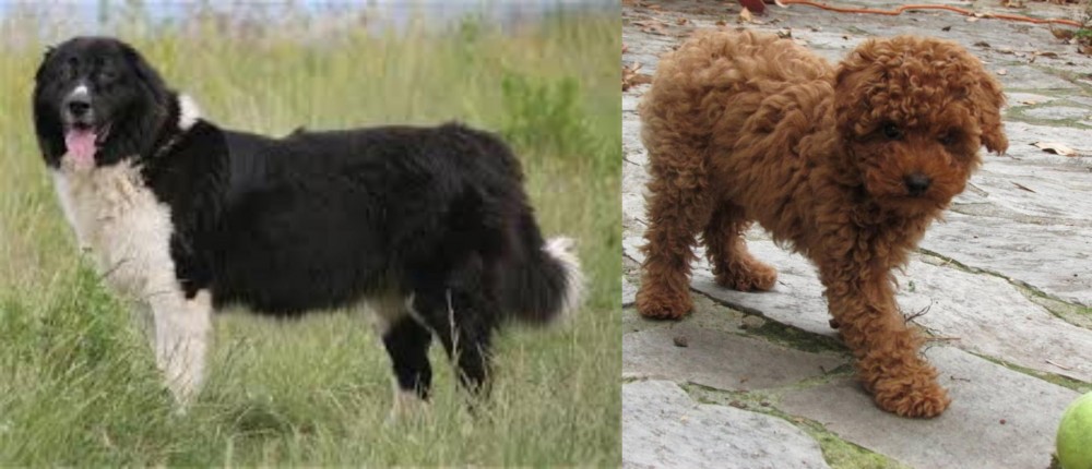 Toy Poodle vs Bulgarian Shepherd - Breed Comparison