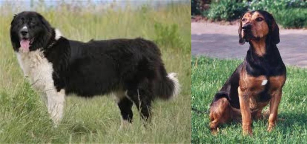 Tyrolean Hound vs Bulgarian Shepherd - Breed Comparison