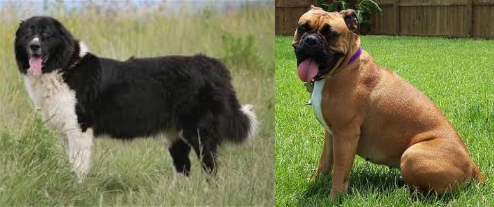 Valley Bulldog vs Bulgarian Shepherd - Breed Comparison