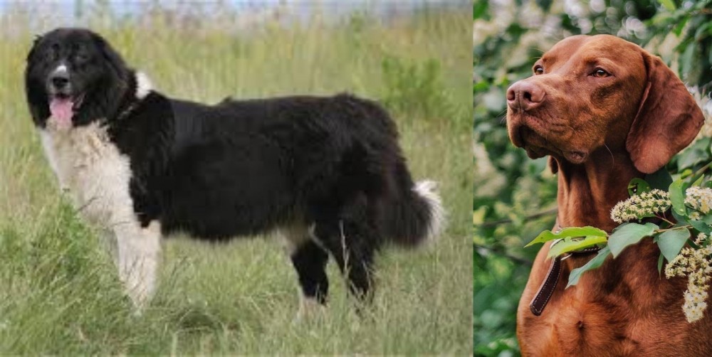 Vizsla vs Bulgarian Shepherd - Breed Comparison