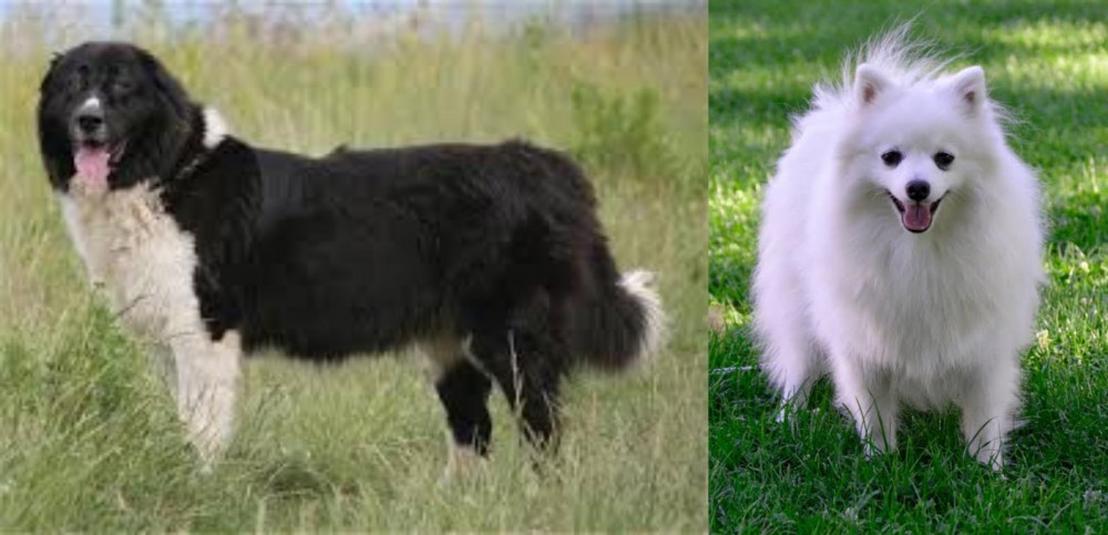 Volpino Italiano vs Bulgarian Shepherd - Breed Comparison