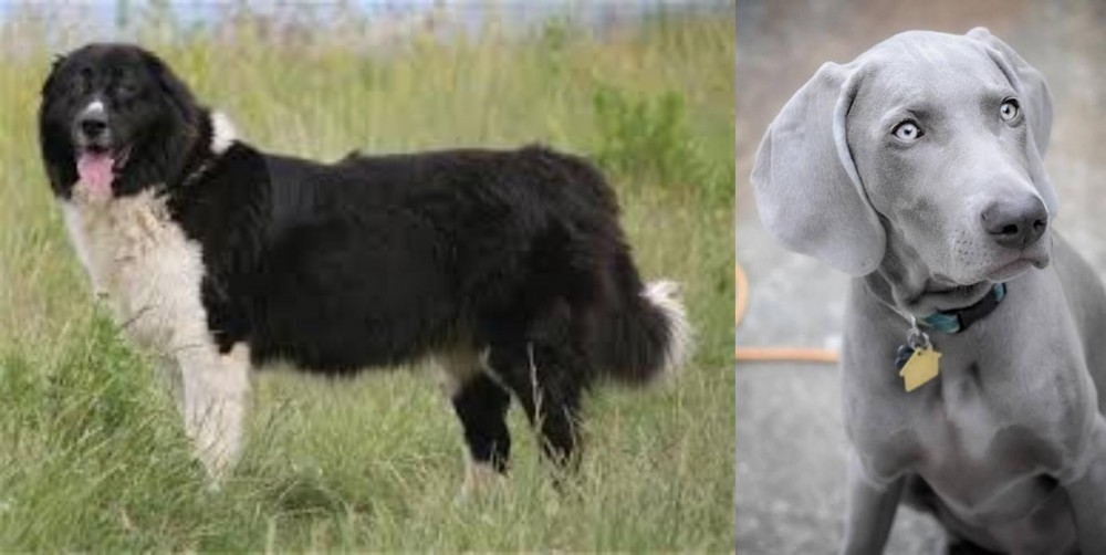 Weimaraner vs Bulgarian Shepherd - Breed Comparison