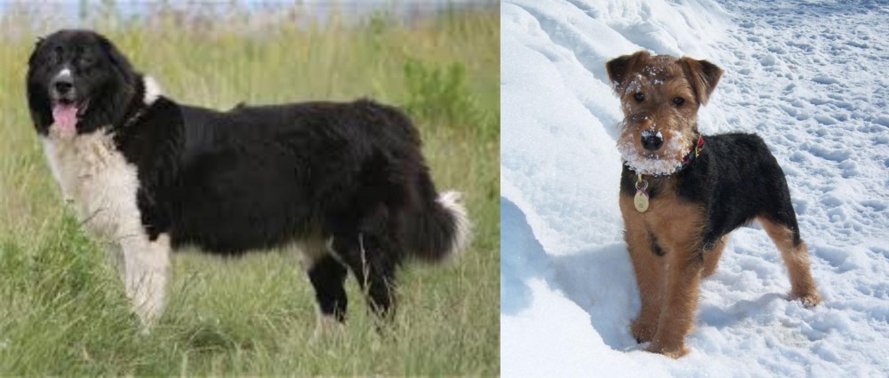 Welsh Terrier vs Bulgarian Shepherd - Breed Comparison