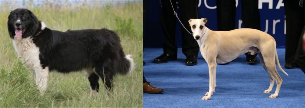 Whippet vs Bulgarian Shepherd - Breed Comparison