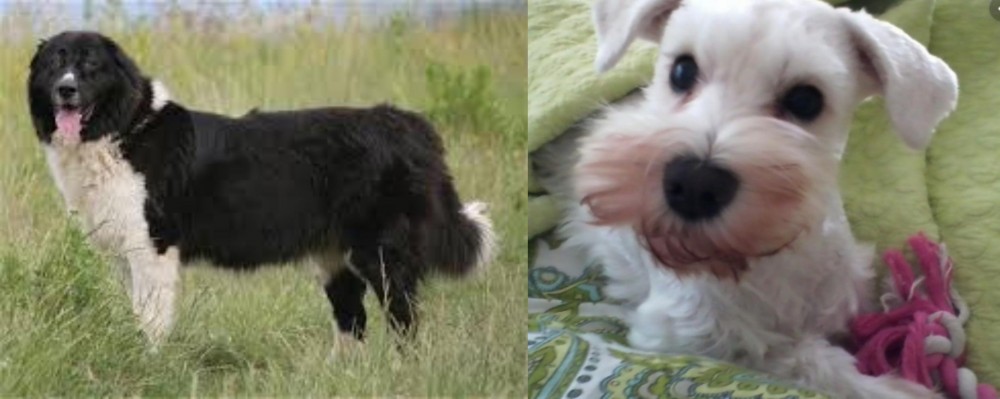 White Schnauzer vs Bulgarian Shepherd - Breed Comparison