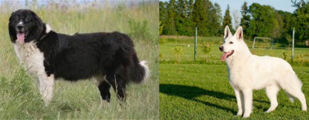 White Shepherd vs Bulgarian Shepherd - Breed Comparison