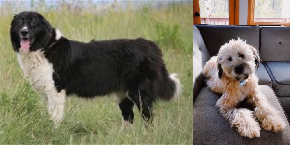 Whoodles vs Bulgarian Shepherd - Breed Comparison