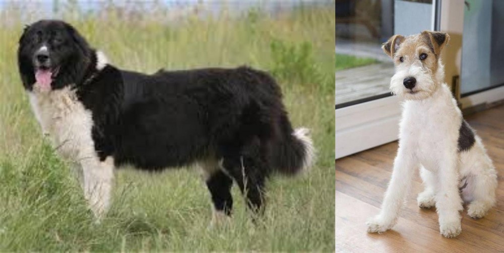 Wire Fox Terrier vs Bulgarian Shepherd - Breed Comparison