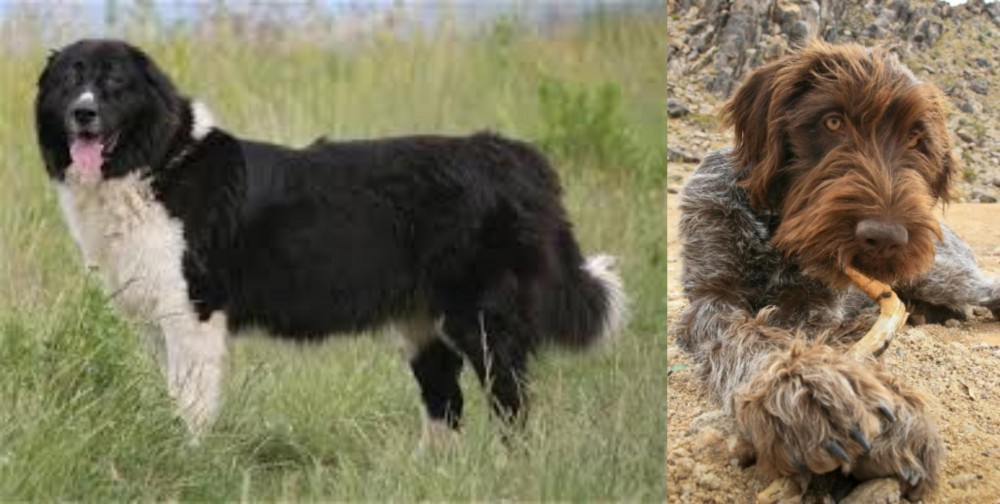 Wirehaired Pointing Griffon vs Bulgarian Shepherd - Breed Comparison