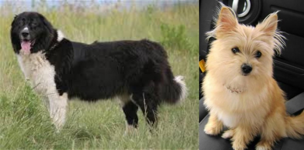 Yoranian vs Bulgarian Shepherd - Breed Comparison
