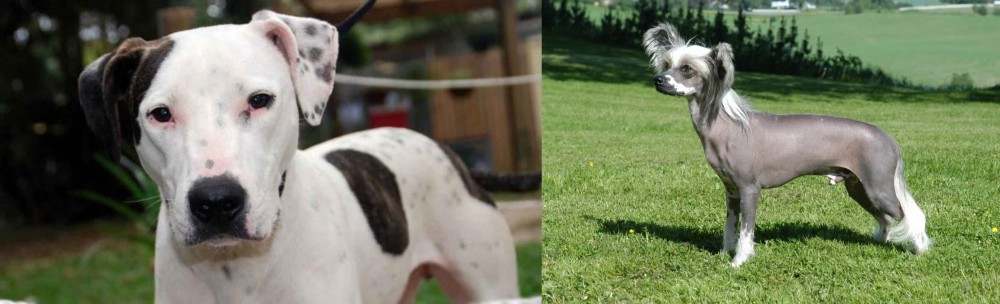 Chinese Crested Dog vs Bull Arab - Breed Comparison