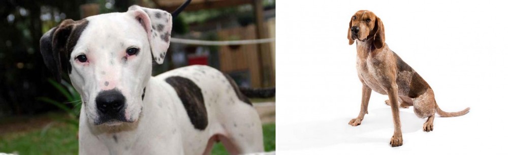 Coonhound vs Bull Arab - Breed Comparison