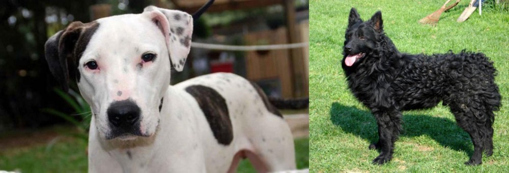 Croatian Sheepdog vs Bull Arab - Breed Comparison