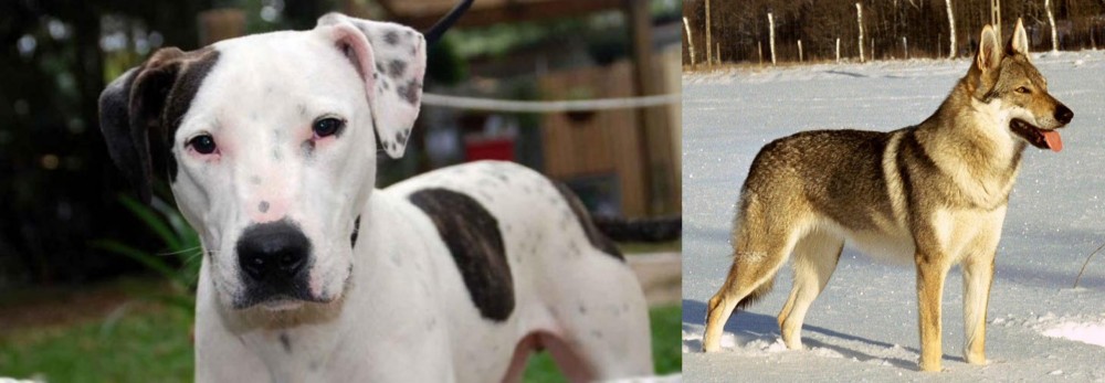 Czechoslovakian Wolfdog vs Bull Arab - Breed Comparison