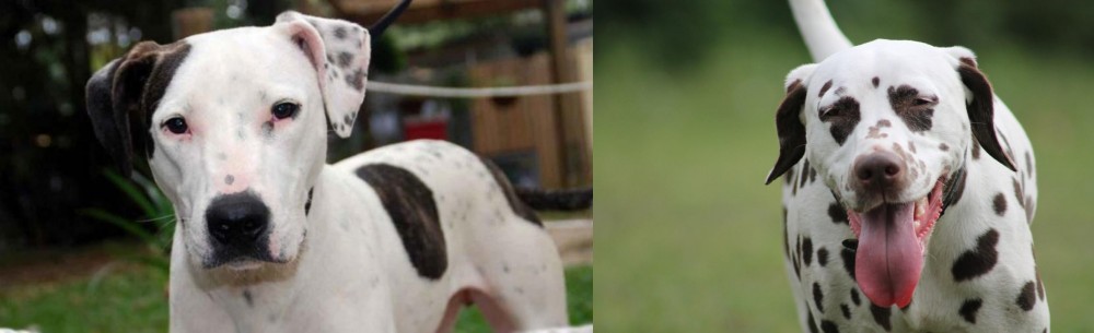 Dalmatian vs Bull Arab - Breed Comparison