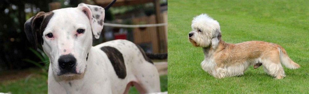 Dandie Dinmont Terrier vs Bull Arab - Breed Comparison