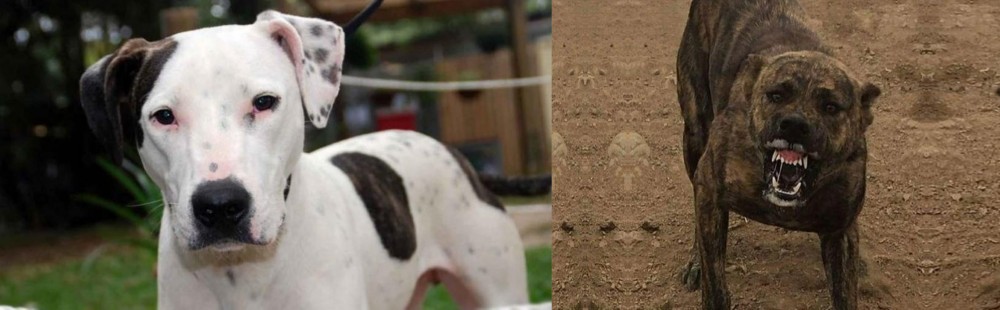 Dogo Sardesco vs Bull Arab - Breed Comparison