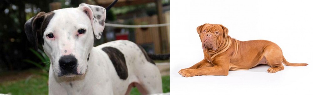 Dogue De Bordeaux vs Bull Arab - Breed Comparison