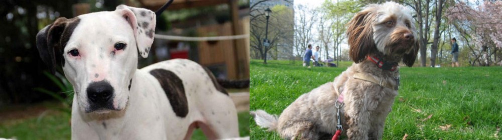 Doxiepoo vs Bull Arab - Breed Comparison
