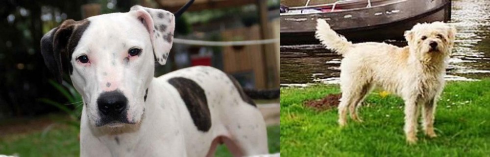 Dutch Smoushond vs Bull Arab - Breed Comparison