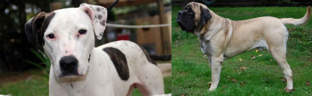 English Mastiff vs Bull Arab - Breed Comparison