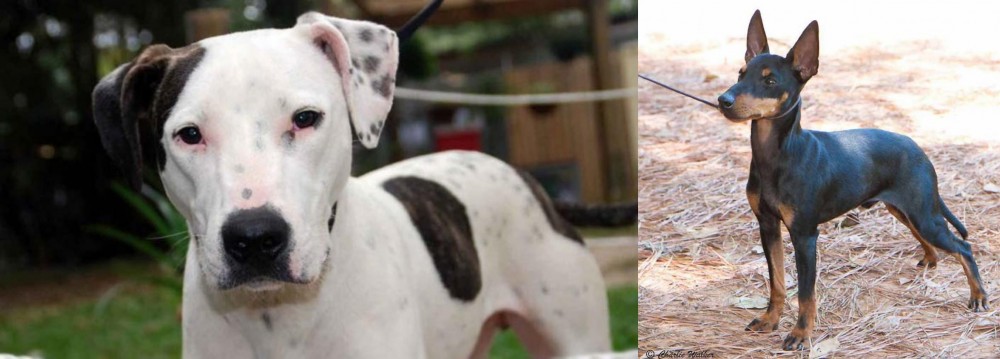 English Toy Terrier (Black & Tan) vs Bull Arab - Breed Comparison