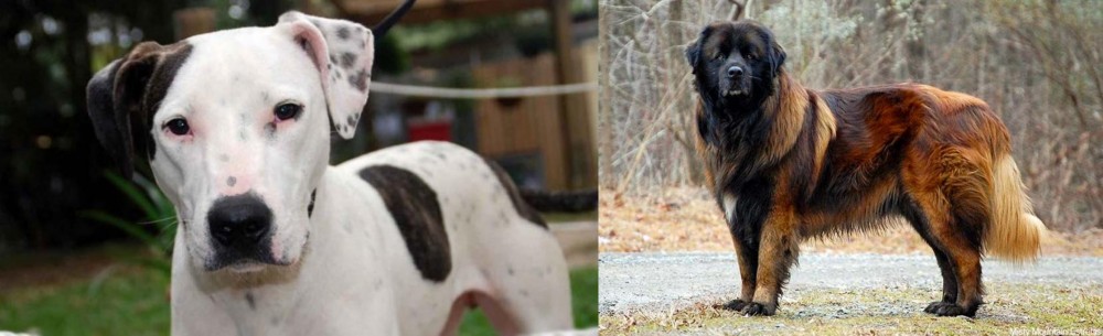 Estrela Mountain Dog vs Bull Arab - Breed Comparison
