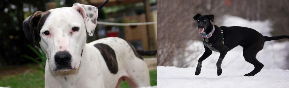 Eurohound vs Bull Arab - Breed Comparison