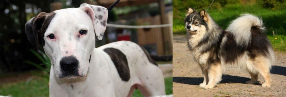 Finnish Lapphund vs Bull Arab - Breed Comparison