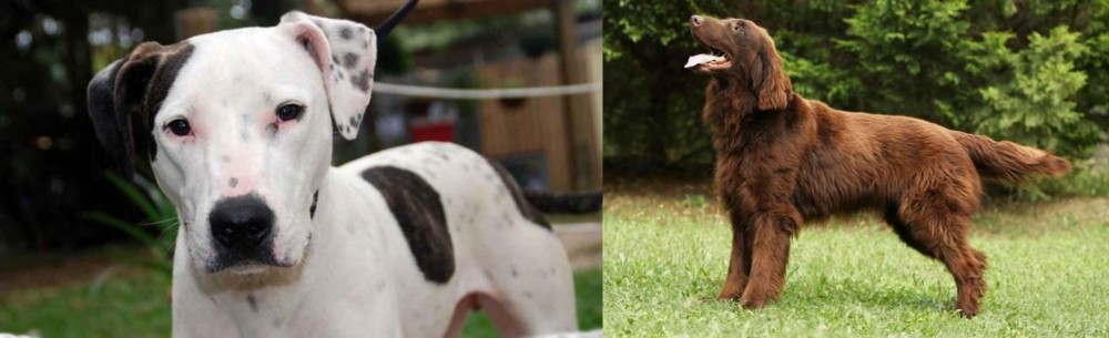 Flat-Coated Retriever vs Bull Arab - Breed Comparison