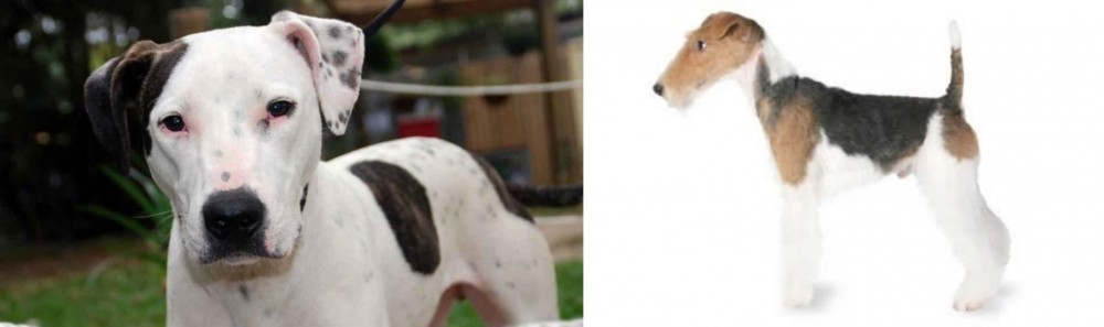 Fox Terrier vs Bull Arab - Breed Comparison
