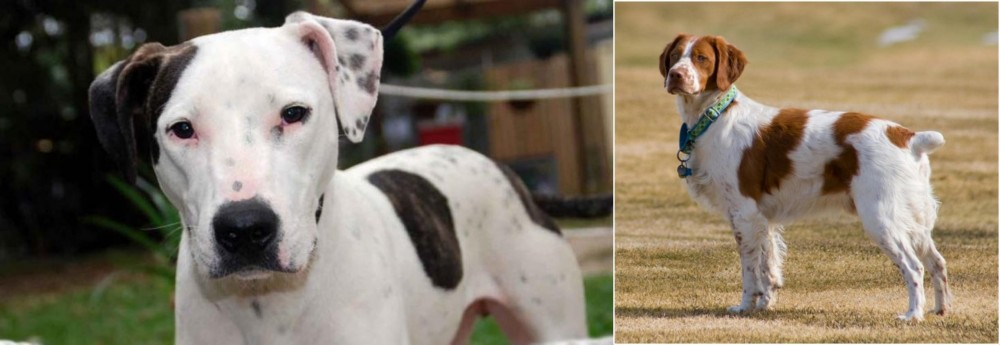 French Brittany vs Bull Arab - Breed Comparison