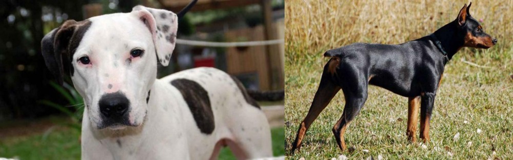 German Pinscher vs Bull Arab - Breed Comparison