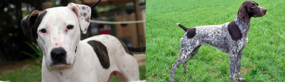 German Shorthaired Pointer vs Bull Arab - Breed Comparison