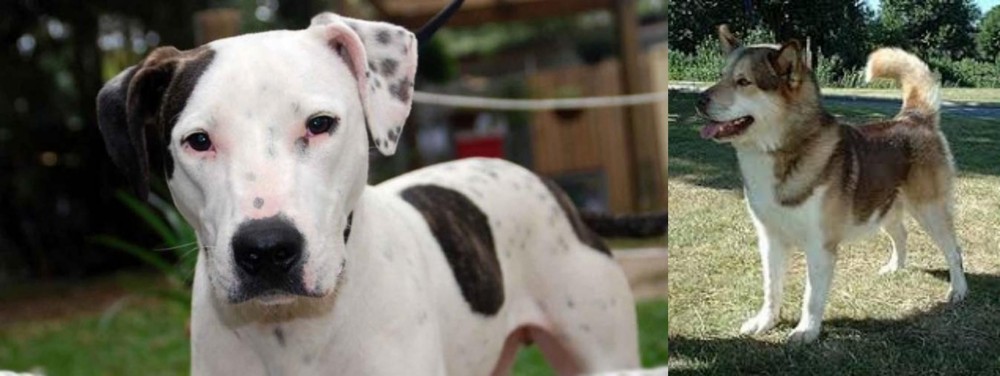 Greenland Dog vs Bull Arab - Breed Comparison
