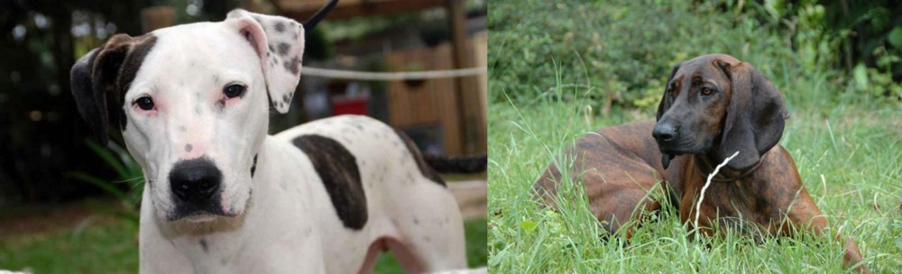 Hanover Hound vs Bull Arab - Breed Comparison